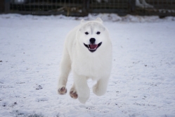 Hope - Wspolne zabawy szczeniat 11 tygodni